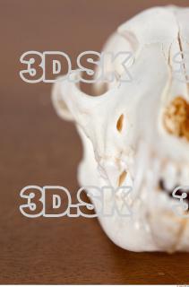 Skull photo reference 0050